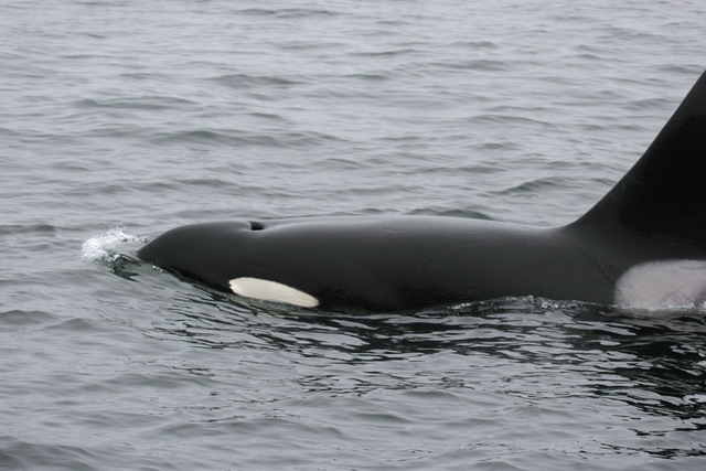 Orca